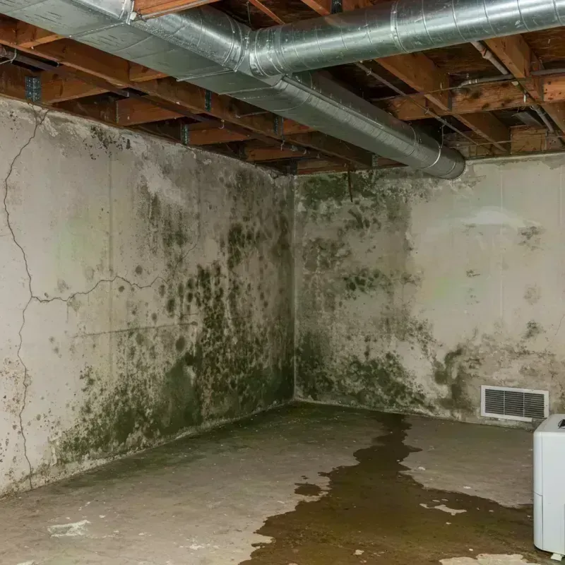 Professional Mold Removal in Lansing, NY